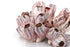 barnacle cluster